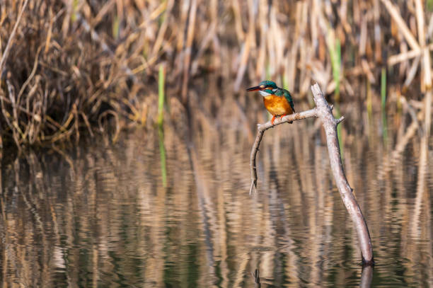 istock Kingfisher perching on a twig looking for food 1310606024