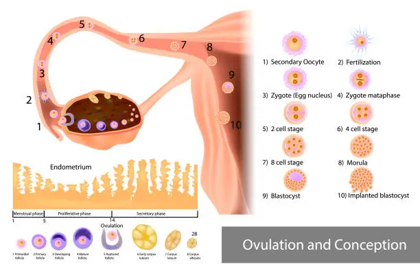 Vector illustration of Ovulation and Conception Implantation. Fertilization and Development of a human embryo