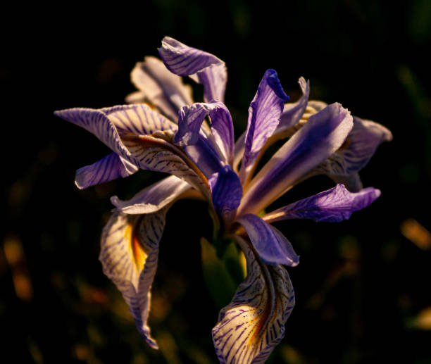 istock Golden hour on a flower 1310607317