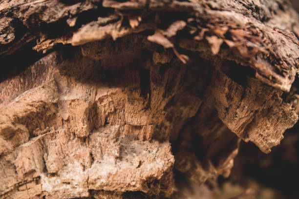 istock Wood log on the land 1310607346