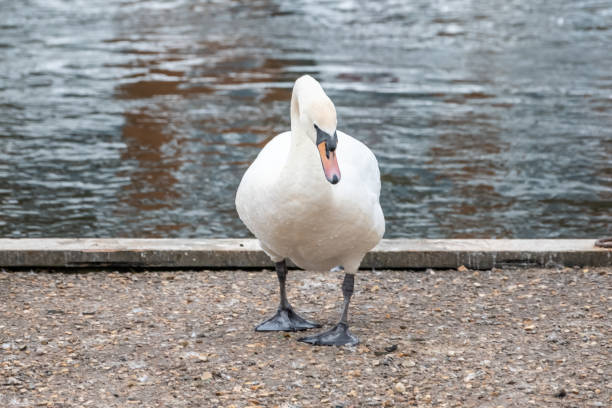 istock Mute swan on the river bank 1310608508