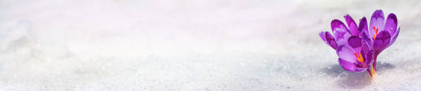 istock Crocuses blooming on a spring sunny day from under the sparkling white snow, banner 1310608635