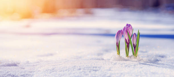 crocuses - flores púrpuras florecientes que se abren paso desde debajo de la nieve a principios de la primavera, banner - crocus fotografías e imágenes de stock