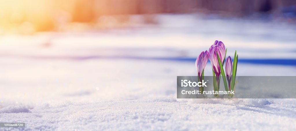 Crocuses - blooming purple flowers making their way from under the snow in early spring, banner Crocuses - blooming purple flowers making their way from under the snow in early spring, closeup with space for text, banner Flower Stock Photo