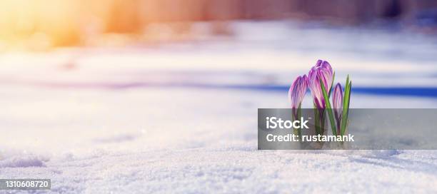 Crocuses Blooming Purple Flowers Making Their Way From Under The Snow In Early Spring Banner Stock Photo - Download Image Now