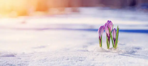 Photo of Crocuses - blooming purple flowers making their way from under the snow in early spring, banner