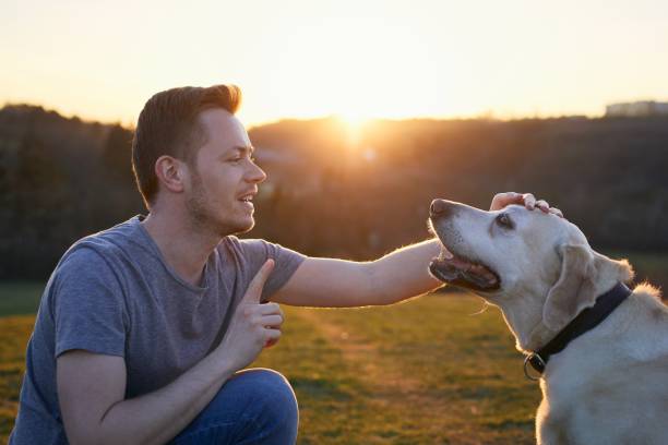 istock Man teaching his dog on meadow at sunset 1310609496