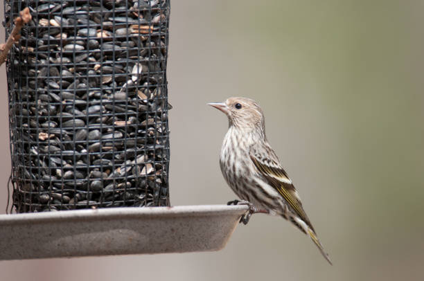 pine siskin bei vogelfutter - fichtenzeisig stock-fotos und bilder