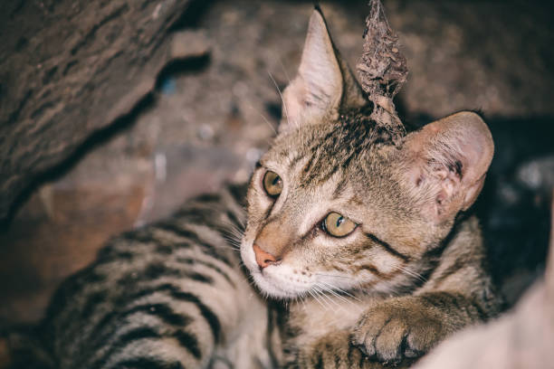 istock Closeup of cute kitten looking sideways 1310610577