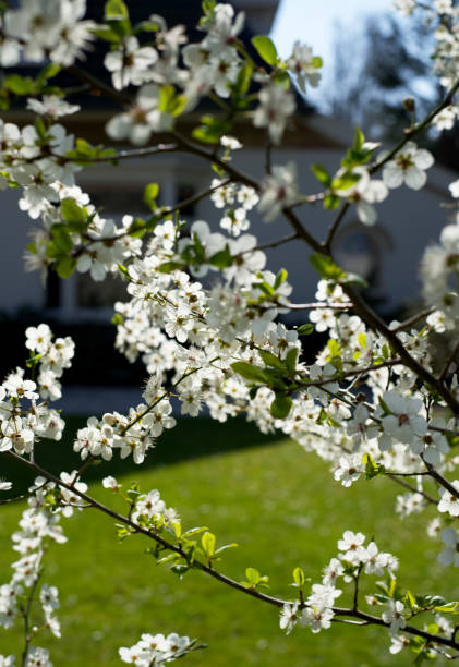istock Trees with blossom in the spring 1310611141