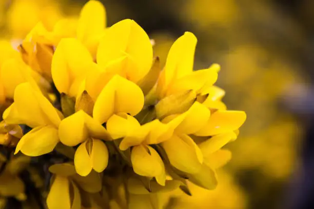 Close-up of a group of Bright Yellow Gorse, Ulex Europaeus,  flowers and Buds, photographed at Arthurs Seat, Scotland