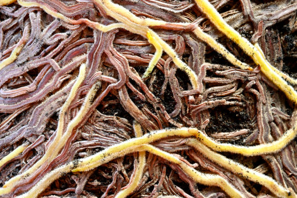 istock Roots to provide anchorage for and take in water 1310613000