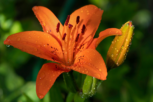 Close-up from the blossom of an orange lily (Lilium Bulbiferum) with water drops.