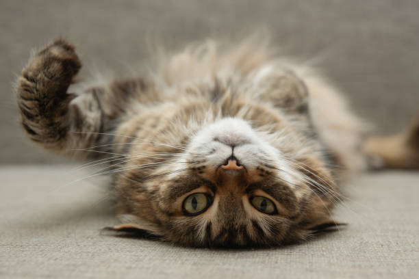 istock Front view of cute beautiful cat resting 1310616723