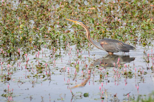 Purple heron at Garaio Nature Park Purple heron (Ardea purpurea) hunting at Garaio Nature Park in north Spain. Gold heron with long yellow bill in the water searches for food purple heron stock pictures, royalty-free photos & images