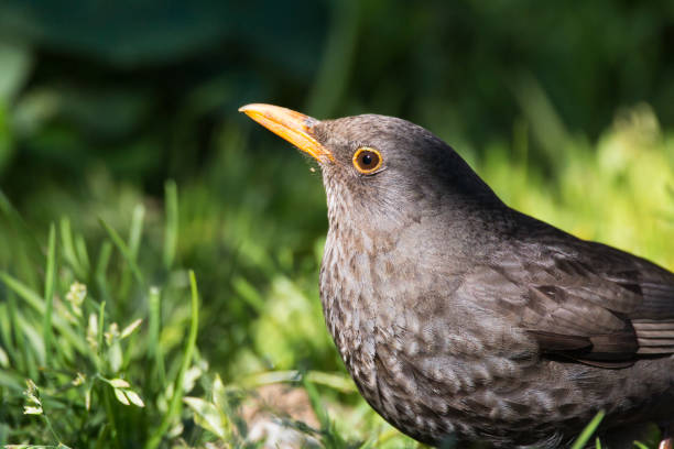 istock Portrait of blackbird 1310617321