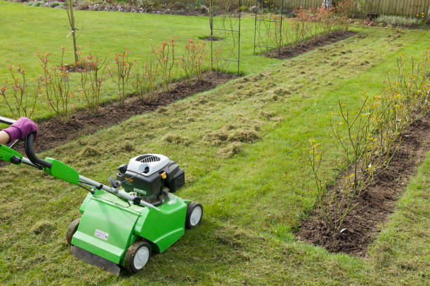 Scarifying lawn, scarification or lawn maintenance, UK Woman scarifying a garden lawn with a scarifier. Scarification of turf, a spring garden maintenance job in England, UK thatched roof stock pictures, royalty-free photos & images