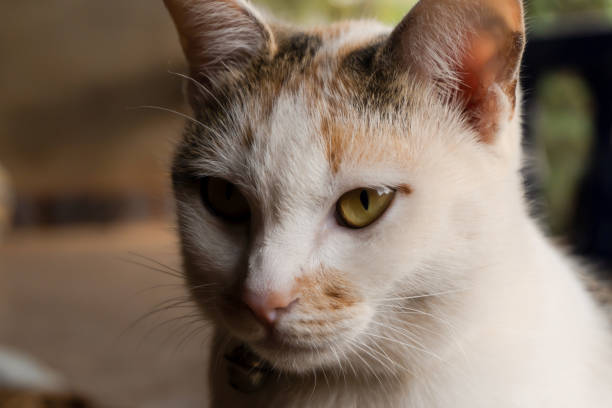 istock Close up a cat portrait 1310618545