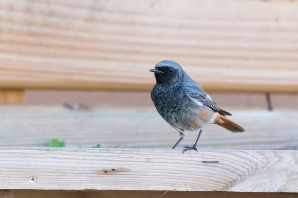 istock Male redstart perched on a bird feeder 1310619208