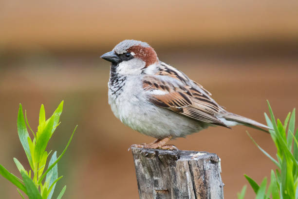istock Male house sparrow 1310620202