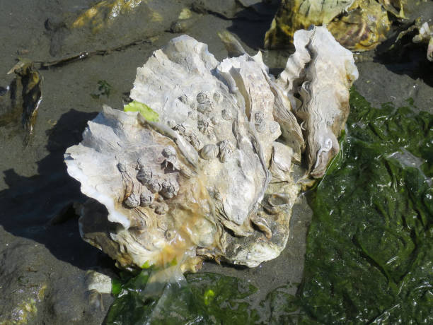 istock A Cluster of Pacific Oysters 1310620381