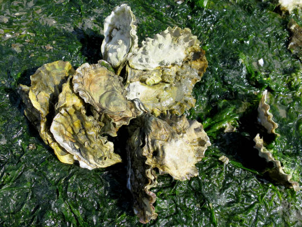 ostriche del pacifico sulla spiaggia - pacific oyster foto e immagini stock