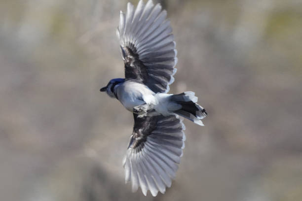 istock Blue Jay in flight off perch towards birdfeeder in backyard 1310621094