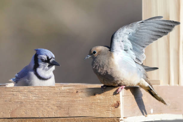 istock Blue Jay in flight off perch towards birdfeeder in backyard 1310621097
