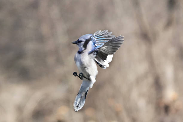 istock Blue Jay in flight off perch towards birdfeeder in backyard 1310621105
