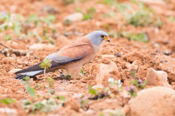 istock Lesser Kestrel on the floor of a vineyard 1310621401