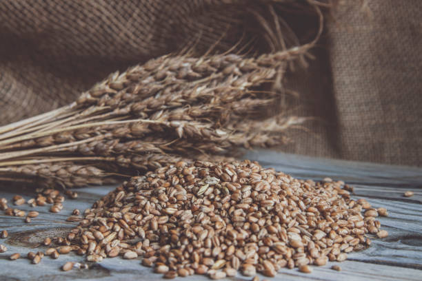 istock Still life. Grains and ears of wheat 1310622459