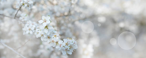 biancospino in fiore in primavera - hawthorn foto e immagini stock