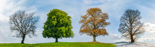 istock Four trees in the four seasons 1310623192