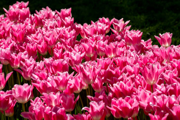 istock Pink Color Tulips 1310623201