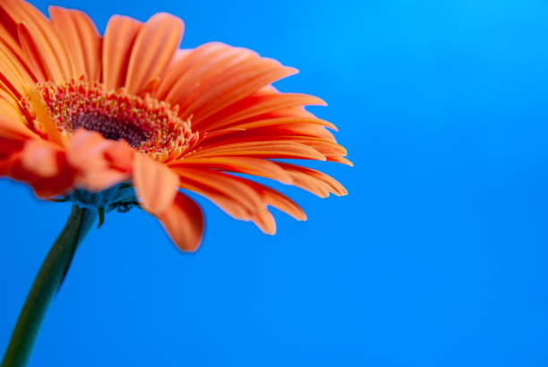 istock Macro shooting of Gerbera with dew drops on an isolated blue background. 1310623206