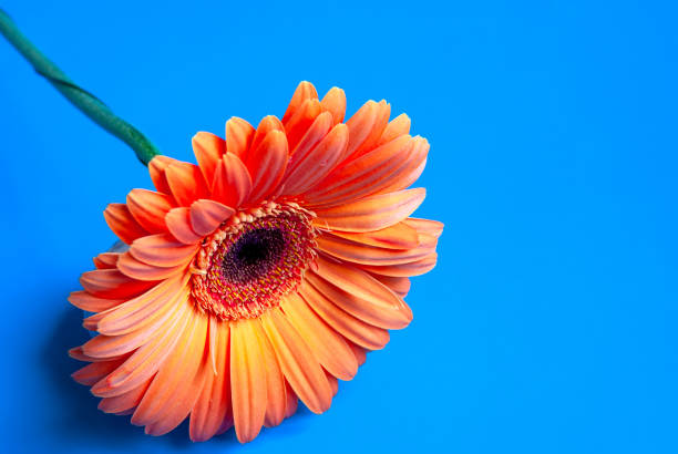istock Macro shooting of Gerbera with dew drops on an isolated blue background. 1310623936