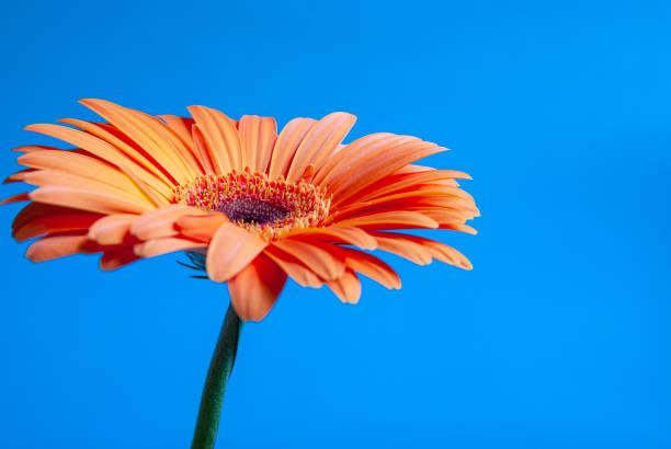 istock Macro shooting of Gerbera with dew drops on an isolated blue background. 1310623950