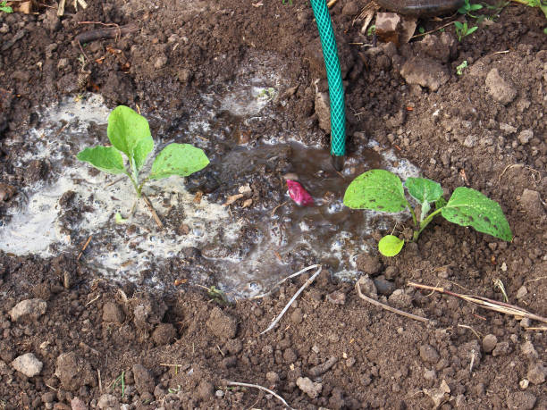 istock watering young eggplant seedlings. Organic agriculture background. 1310626447
