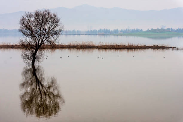 istock seascape with tree and bird at lake 1310626452
