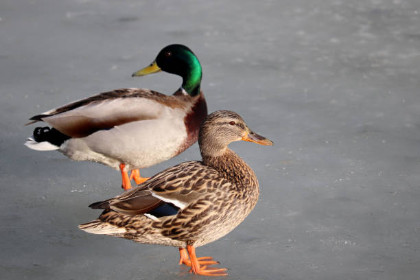 Male and female wild ducks on spring lake