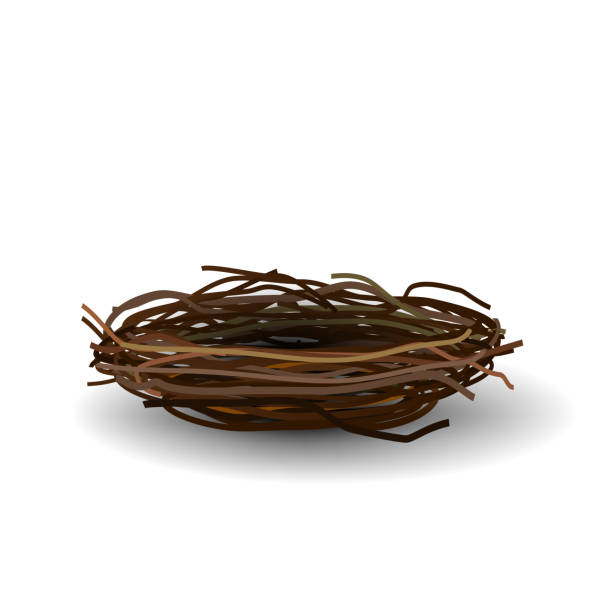 창의력을 위해 흰색 배경에 고립 된 새의 둥지 - animal nest bird birds nest empty stock illustrations