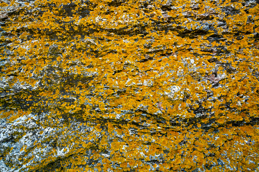Background  of yellow mosses stone, full frame and copy space.