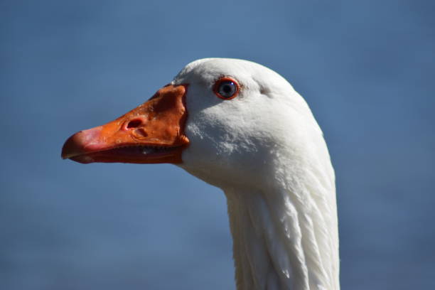 istock Goose, water bird in the foreground with river background 1310630287