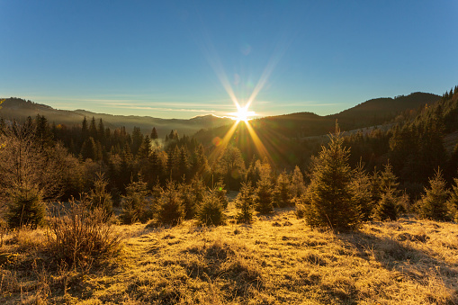 Sunny forest early in the morning. Sun breaks through the branches of first, forming beautiful rays in the air. Grass covered with frost. Carpathian Mountains. Ukraine.