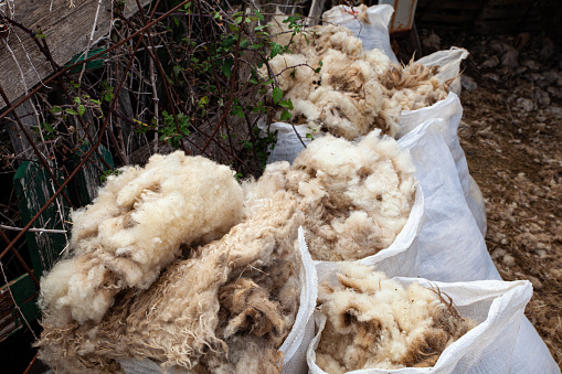 View of freshly sheared sheep's wool flakes in the bags