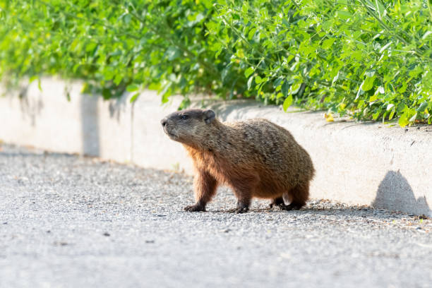 woodchuck przekraczania drogi - groundhog animal animal behavior beauty in nature zdjęcia i obrazy z banku zdjęć