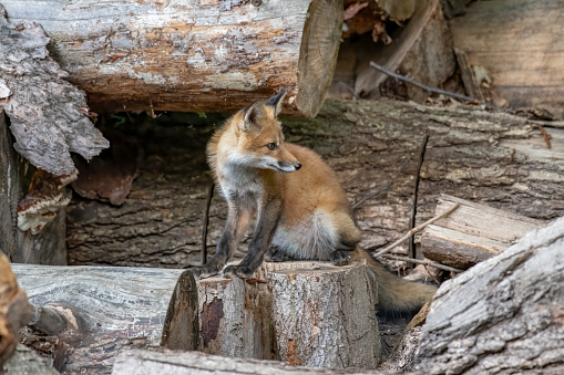 Red fox (Vulpes vulpes) kit playing in a wood pile looking for a chance to pounce on one of its siblings in Canada