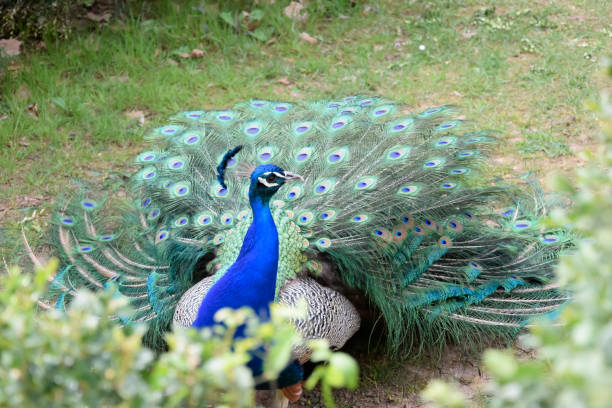 istock Fabulous Peacock moments before unfurling its feathers for its courtship ritual 1310634412