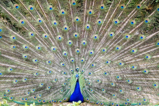 istock Fabulous Peacock with all its feathers unfurled in a courtship ritual 1310634423