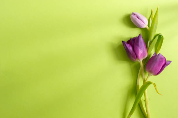 istock Three gray tulip on a light green background. Copy space. Spring flowers and holiday concept 1310635308